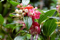 Cavendishia bracteata