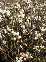 Alternanthera filifolia