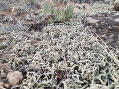 Xanthoparmelia chlorochroa