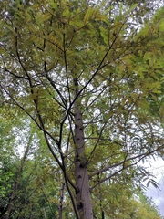 Metasequoia glyptostroboides