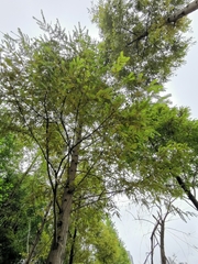 Metasequoia glyptostroboides