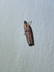 Psorosa dahliella