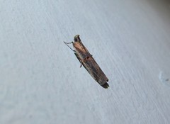 Psorosa dahliella