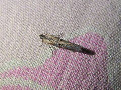 Psorosa dahliella