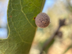 Cynips multipunctata