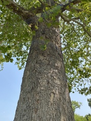 Platanus occidentalis