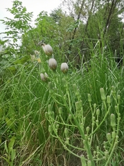 Lactuca indica