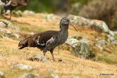 Bostrychia carunculata