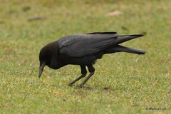 Corvus capensis