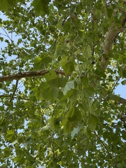 Platanus occidentalis