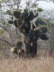 Opuntia galapageia profusa