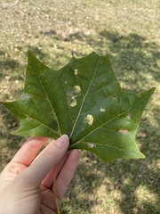 Platanus occidentalis