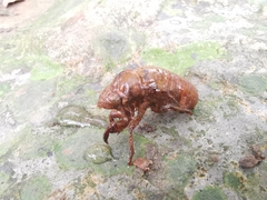 Cryptotympana atrata