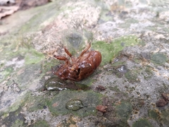 Cryptotympana atrata