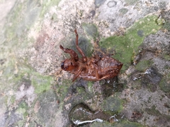 Cryptotympana atrata