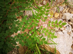 Indigofera kirilowii