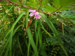 Indigofera kirilowii
