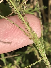 Leptochloa panicea