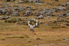 Bugeranus carunculatus