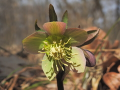 Helleborus purpurascens
