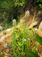 Lysimachia pentapetala