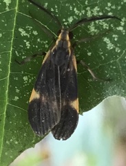 Aclytia