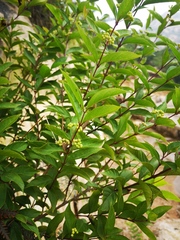 Callicarpa dichotoma