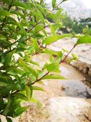 Callicarpa dichotoma