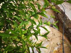 Callicarpa dichotoma