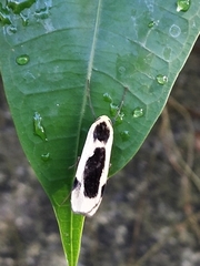 Thysanoptyx incurvata