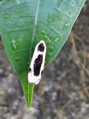 Thysanoptyx incurvata