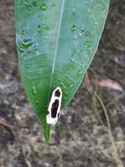 Thysanoptyx incurvata