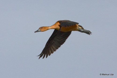Fulvous Whistling-Duck