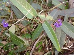 Hardenbergia violacea