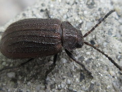 Galeruca vicina