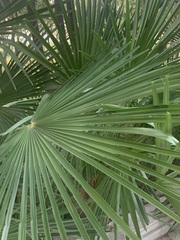 Trachycarpus fortunei