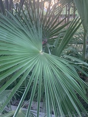 Trachycarpus fortunei