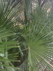 Trachycarpus fortunei