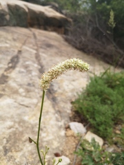 Sanguisorba applanata