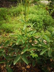 Sanguisorba applanata