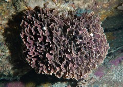 Adeonellopsis