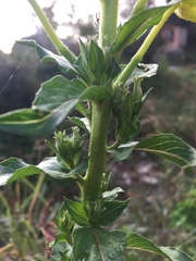 Oenothera chicaginensis