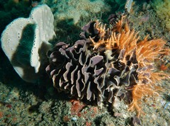 Adeonellopsis