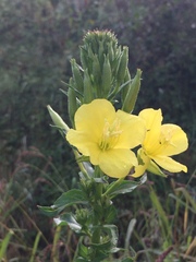 Oenothera chicaginensis