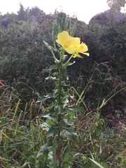 Oenothera chicaginensis