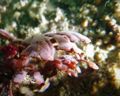 Pleurotoichus clathratus