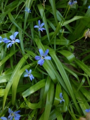 Tecophilaea violiflora