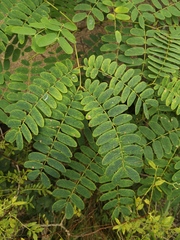 Albizia kalkora