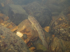 Rhinogobius similis