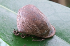Pythia